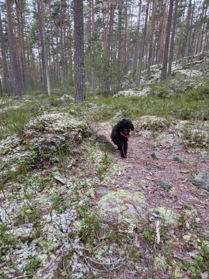 20251225 1052132173705453186081104