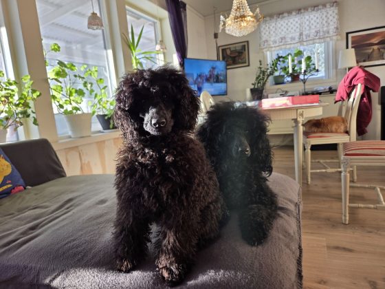 20260111 1112393411923357331392891