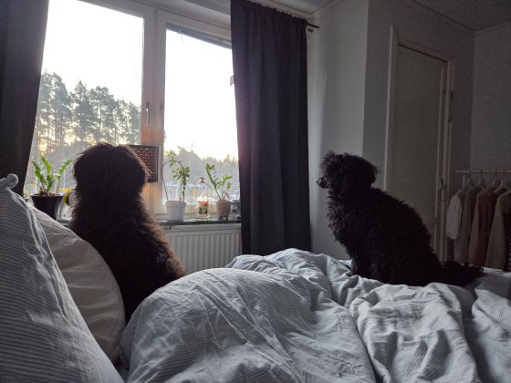 20260306 065427431656477565496852