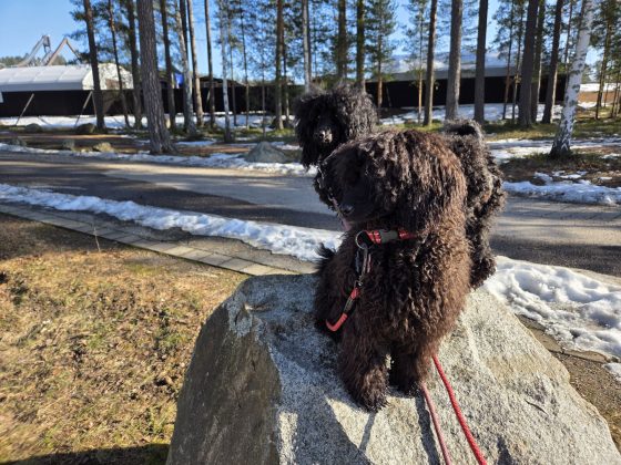 20260306 1121063182498335750919497