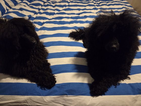 20260310 2036586262100362703452862