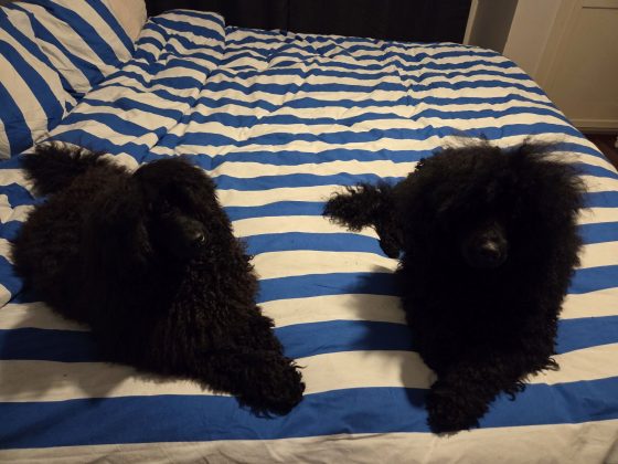 20260310 2037018569084907670189006