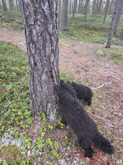 20260314 1526341270192941584293432