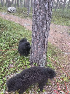 20260314 1526395397240175831078001