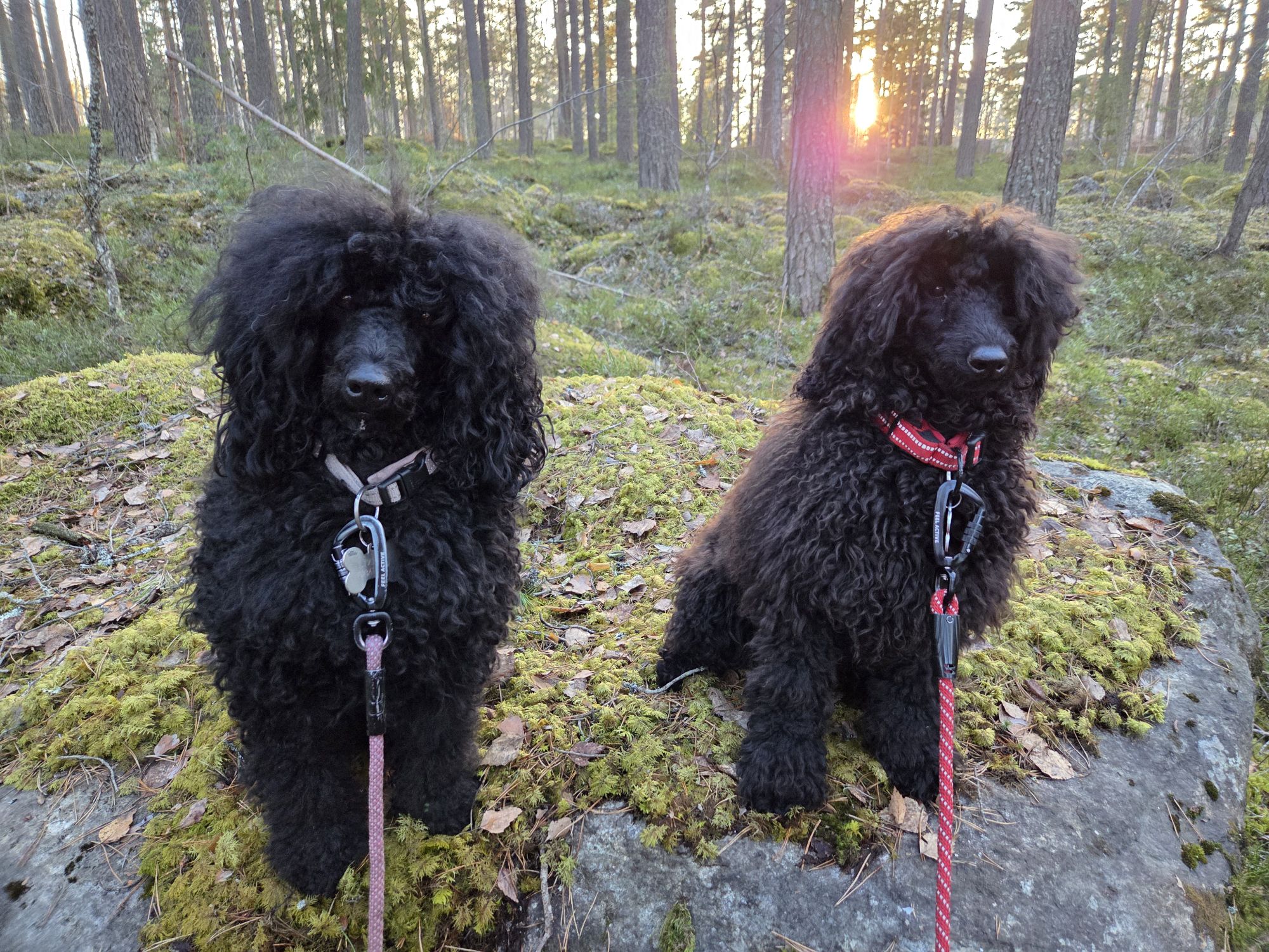 20260319 1729163551879044592524895