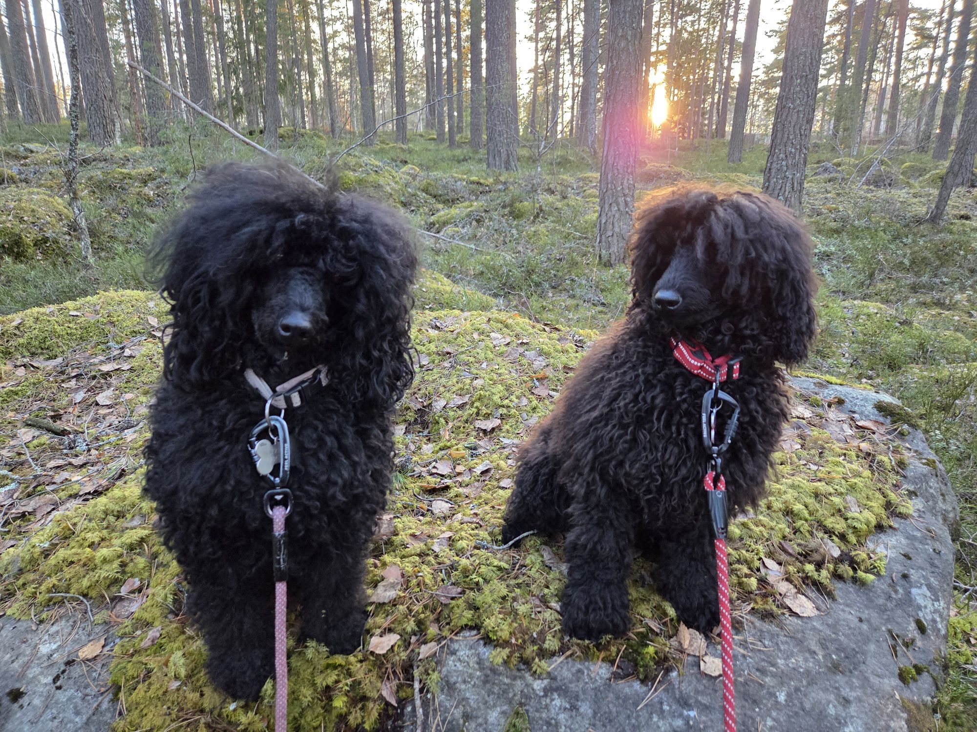 20260319 1729175406860060869131170