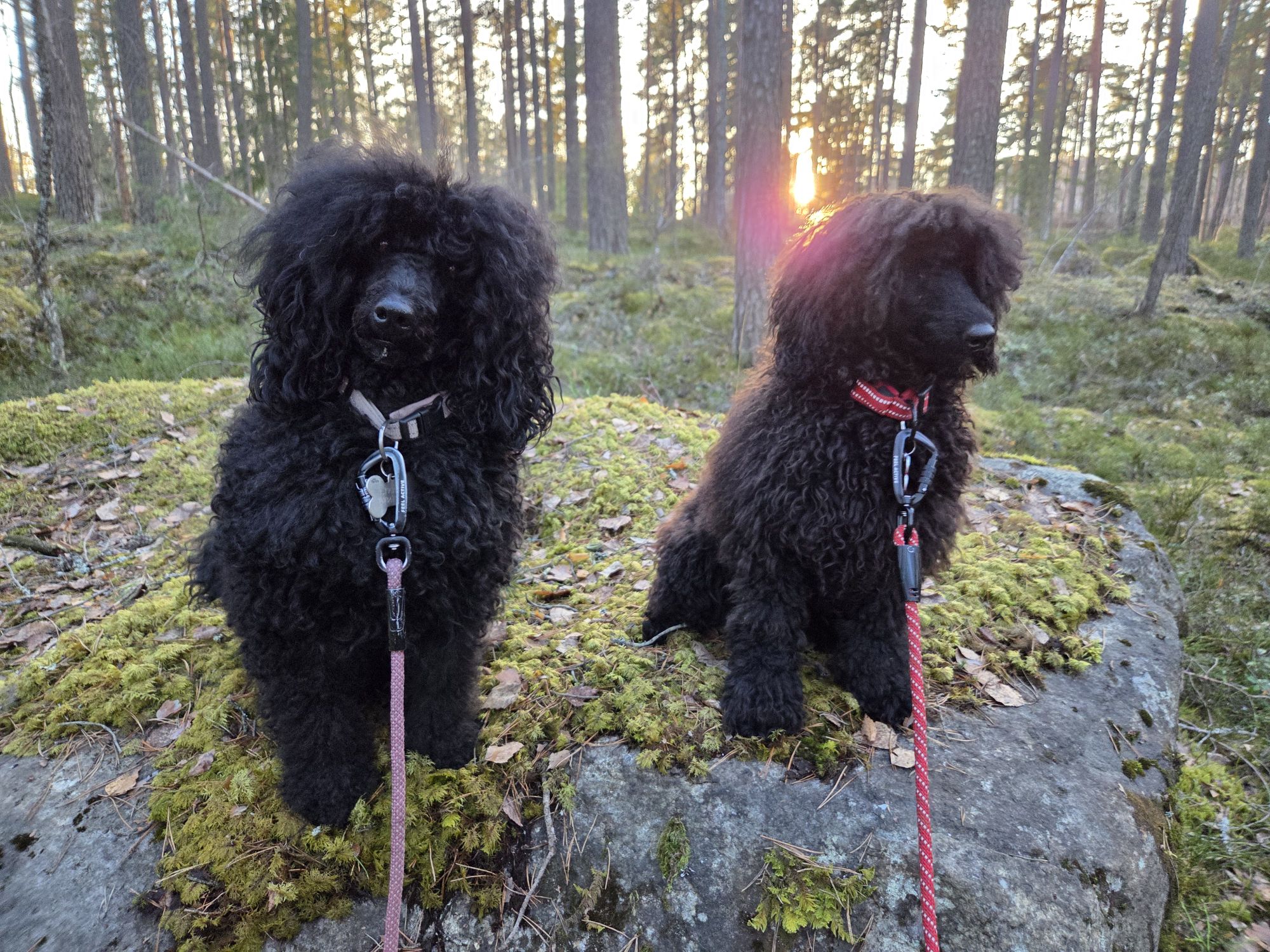 20260319 1729198306106219869585521