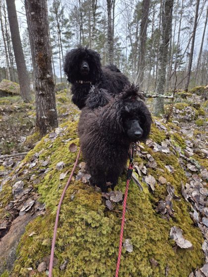 20260328 1501263152290327949301285