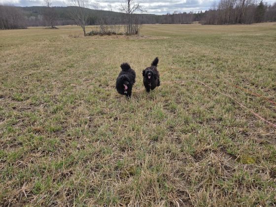 20260329 1339067610136755185011091