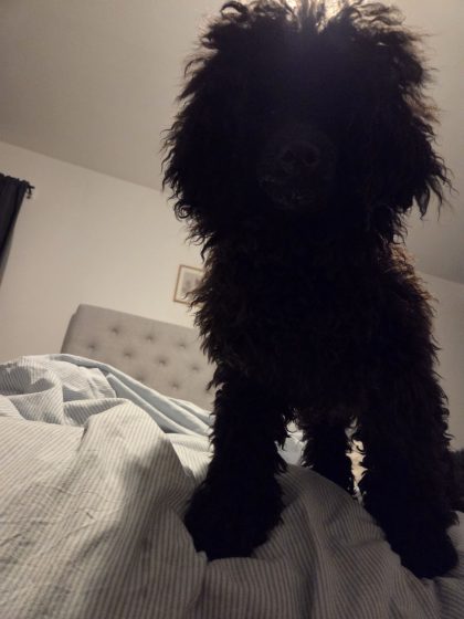 20260331 2048266359677134048656105