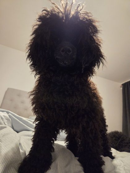 20260331 2048289183365274675271611