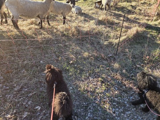 20260422 1853121455088420893213770