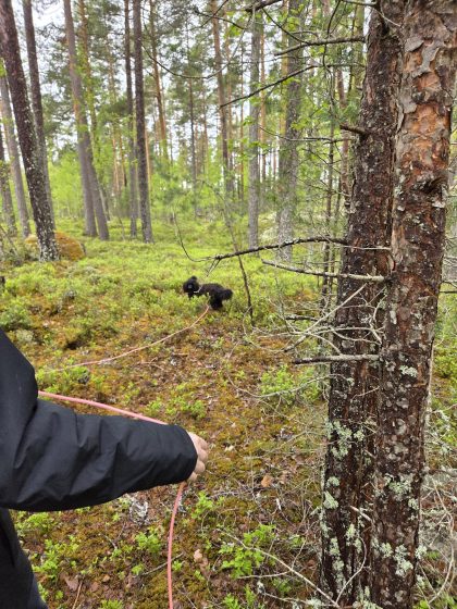 Viltspår, ett rådjurkid & sängläge. 2 20260514 111211