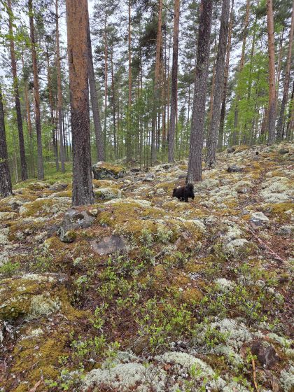 Viltspår, ett rådjurkid & sängläge. 3 20260514 111306