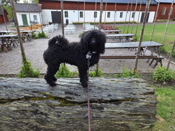 Viltspår, ett rådjurkid & sängläge. 5 20260514 174233