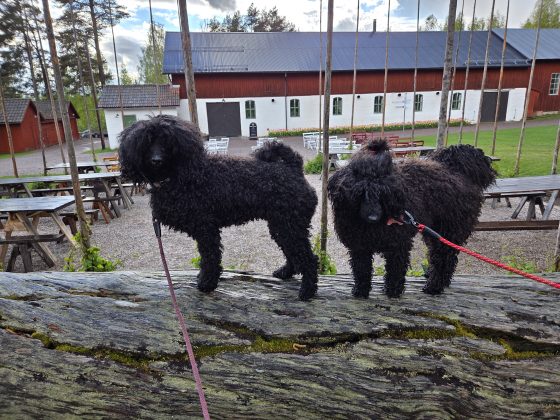 Viltspår, ett rådjurkid & sängläge. 6 20260514 174244