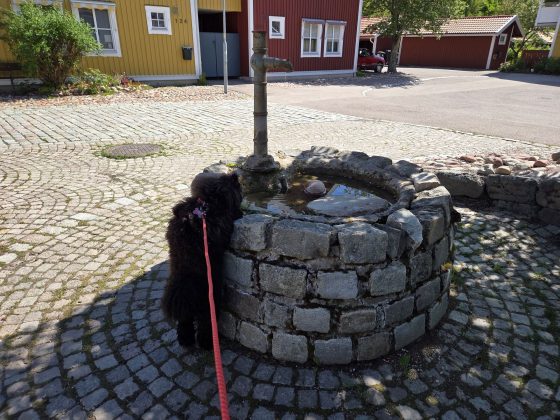 Promenad i våran stad i våren, mobilfrihundtid & hundmöten. 1 20260529 1128553527622701083542293