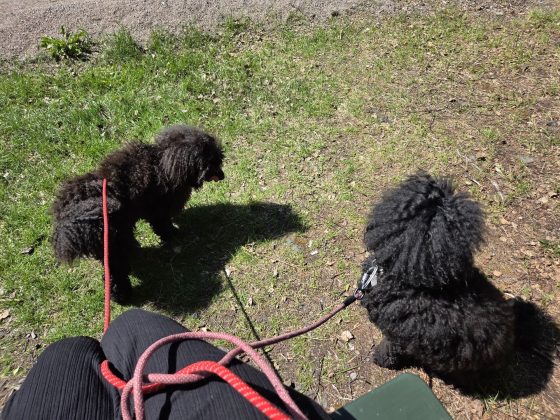 Promenad i våran stad i våren, mobilfrihundtid & hundmöten. 5 20260529 11471836107362199890730