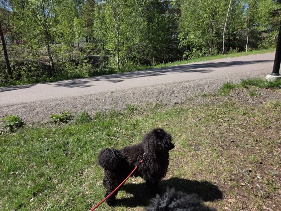 Promenad i våran stad i våren, mobilfrihundtid & hundmöten. 6 20260529 1147225862865594586047003