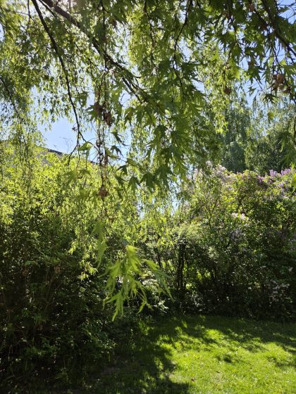Promenad i våran stad i våren, mobilfrihundtid & hundmöten. 10 20260529 1155043628404173885965901