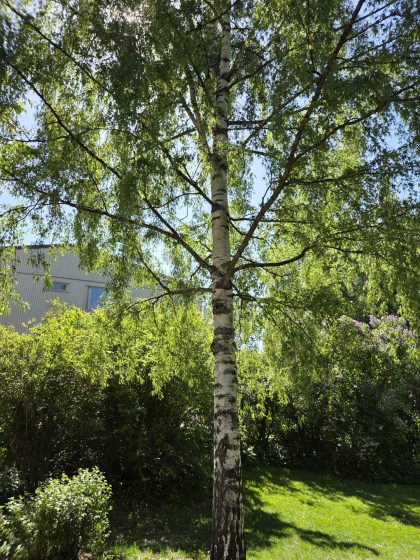 Promenad i våran stad i våren, mobilfrihundtid & hundmöten. 9 20260529 1155123677776168039463431