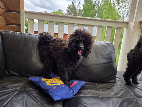 Hundliv, jag är ingen perfekt hundägare. 3 20260530 1218495948180550119497262