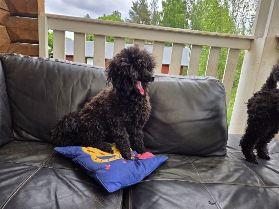 Hundliv, jag är ingen perfekt hundägare. 2 20260530 1218502738022238651322678