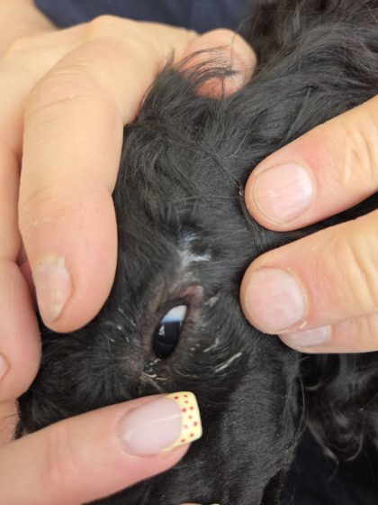 Hundliv, jag är ingen perfekt hundägare. 5 20260530 1219123379634839687566324