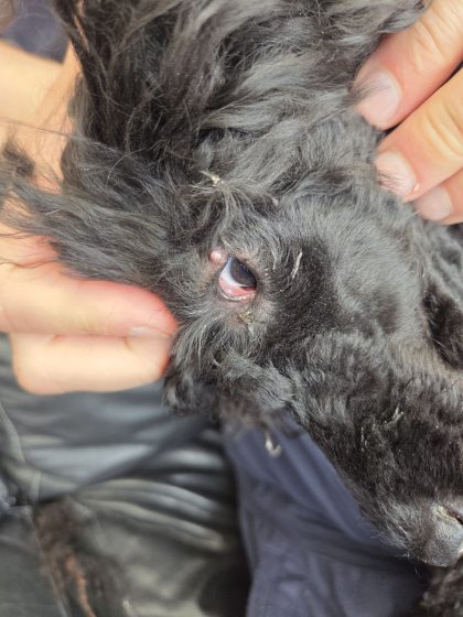 Hundliv, jag är ingen perfekt hundägare. 4 20260530 1219208535753613999073064
