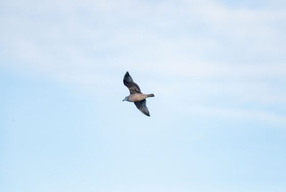 pexels photo 35745144