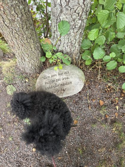 9,6 kilometer, buffe och städning. 17 20260814 122456
