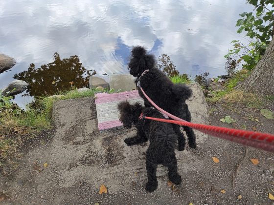 9,6 kilometer, buffe och städning. 19 20260814 122506