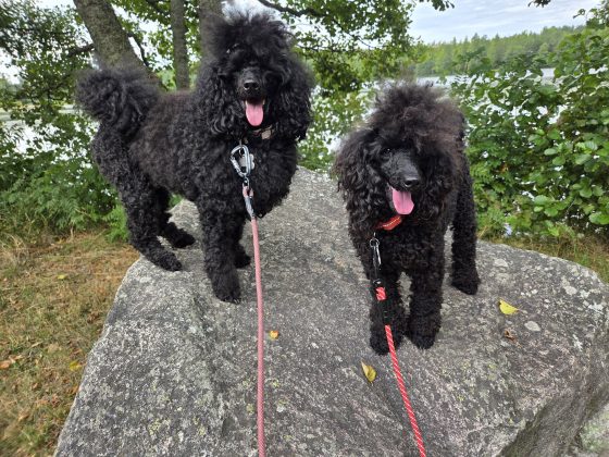 9,6 kilometer, buffe och städning. 20 20260814 123150
