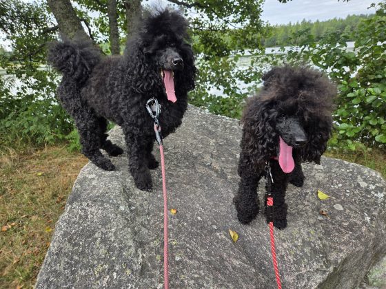 9,6 kilometer, buffe och städning. 21 20260814 123151