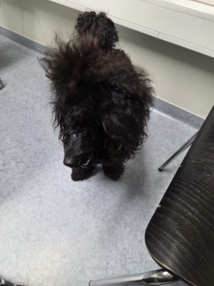 Wemby på Anicura Borlänge, hornhinneskada och mitt måendet. 2 20260923 150602